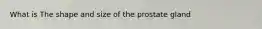 What is The shape and size of the prostate gland