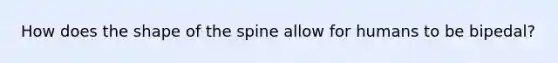 How does the shape of the spine allow for humans to be bipedal?
