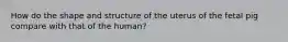 How do the shape and structure of the uterus of the fetal pig compare with that of the human?