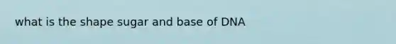 what is the shape sugar and base of DNA