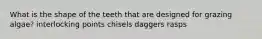 What is the shape of the teeth that are designed for grazing algae? interlocking points chisels daggers rasps