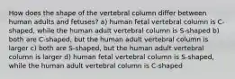 How does the shape of the vertebral column differ between human adults and fetuses? a) human fetal vertebral column is C-shaped, while the human adult vertebral column is S-shaped b) both are C-shaped, but the human adult vertebral column is larger c) both are S-shaped, but the human adult vertebral column is larger d) human fetal vertebral column is S-shaped, while the human adult vertebral column is C-shaped