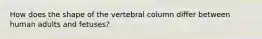 How does the shape of the vertebral column differ between human adults and fetuses?