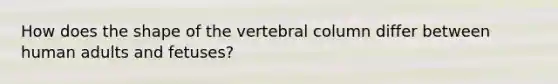 How does the shape of the vertebral column differ between human adults and fetuses?