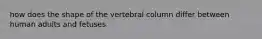 how does the shape of the vertebral column differ between human adults and fetuses