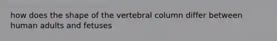 how does the shape of the vertebral column differ between human adults and fetuses