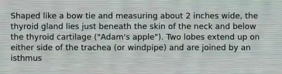 Shaped like a bow tie and measuring about 2 inches wide, the thyroid gland lies just beneath the skin of the neck and below the thyroid cartilage ("Adam's apple"). Two lobes extend up on either side of the trachea (or windpipe) and are joined by an isthmus