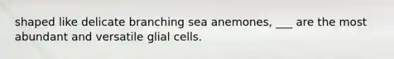 shaped like delicate branching sea anemones, ___ are the most abundant and versatile glial cells.