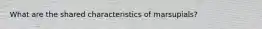 What are the shared characteristics of marsupials?