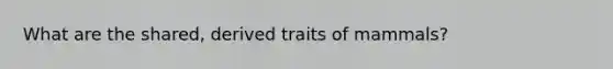 What are the shared, derived traits of mammals?