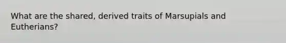 What are the shared, derived traits of Marsupials and Eutherians?