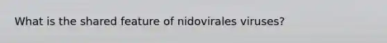 What is the shared feature of nidovirales viruses?