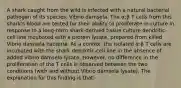 A shark caught from the wild is infected with a natural bacterial pathogen of its species, Vibrio damsela. The α:β T cells from this shark's blood are tested for their ability to proliferate in culture in response to a long-term shark-derived tissue culture dendritic-cell line incubated with a protein lysate, prepared from killed Vibrio damsela bacteria. As a control, the isolated α:β T cells are incubated with the shark dendritic-cell line in the absence of added Vibrio damsela lysate. However, no difference in the proliferation of the T cells is observed between the two conditions (with and without Vibrio damsela lysate). The explanation for this finding is that: