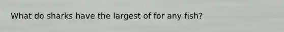 What do sharks have the largest of for any fish?