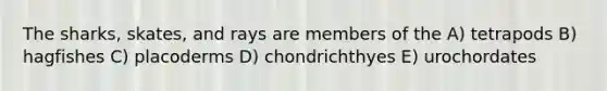 The sharks, skates, and rays are members of the A) tetrapods B) hagfishes C) placoderms D) chondrichthyes E) urochordates