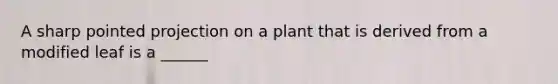 A sharp pointed projection on a plant that is derived from a modified leaf is a ______