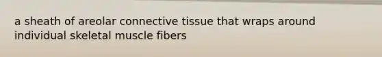 a sheath of areolar <a href='https://www.questionai.com/knowledge/kYDr0DHyc8-connective-tissue' class='anchor-knowledge'>connective tissue</a> that wraps around individual skeletal muscle fibers