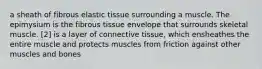 a sheath of fibrous elastic tissue surrounding a muscle. The epimysium is the fibrous tissue envelope that surrounds skeletal muscle. [2] is a layer of connective tissue, which ensheathes the entire muscle and protects muscles from friction against other muscles and bones