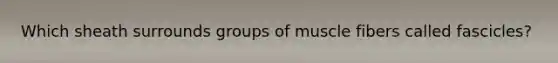 Which sheath surrounds groups of muscle fibers called fascicles?