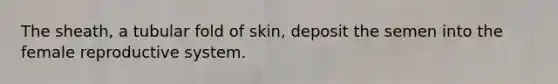 The sheath, a tubular fold of skin, deposit the semen into the female reproductive system.