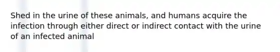 Shed in the urine of these animals, and humans acquire the infection through either direct or indirect contact with the urine of an infected animal