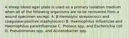 A sheep blood agar plate is used as a primary isolation medium when all of the following organisms are to be recovered from a wound specimen except: A. β-Hemolytic streptococci and coagulase-positive staphylococci B. Haemophilus influenzae and Haemophilus parainfluenzae C. Proteus spp. and Escherichia coli D. Pseudomonas spp. and Acinetobacter spp.