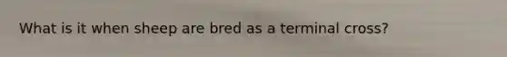 What is it when sheep are bred as a terminal cross?