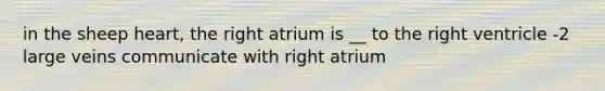 in the sheep heart, the right atrium is __ to the right ventricle -2 large veins communicate with right atrium