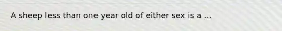 A sheep <a href='https://www.questionai.com/knowledge/k7BtlYpAMX-less-than' class='anchor-knowledge'>less than</a> one year old of either sex is a ...