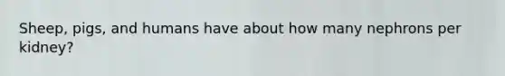 Sheep, pigs, and humans have about how many nephrons per kidney?