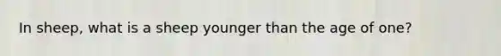 In sheep, what is a sheep younger than the age of one?