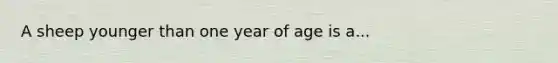 A sheep younger than one year of age is a...