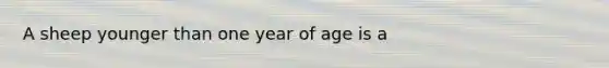 A sheep younger than one year of age is a