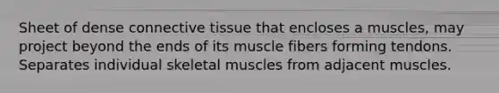 Sheet of dense connective tissue that encloses a muscles, may project beyond the ends of its muscle fibers forming tendons. Separates individual skeletal muscles from adjacent muscles.