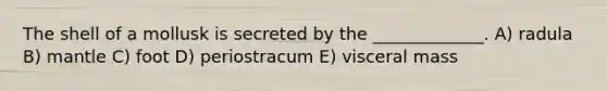 The shell of a mollusk is secreted by the _____________. A) radula B) mantle C) foot D) periostracum E) visceral mass