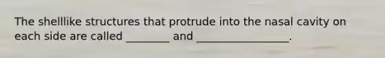 The shelllike structures that protrude into the nasal cavity on each side are called ________ and _________________.