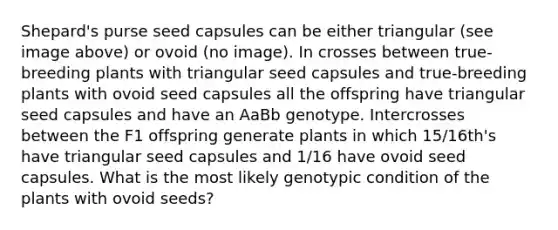 Shepard's purse seed capsules can be either triangular (see image above) or ovoid (no image). In crosses between true-breeding plants with triangular seed capsules and true-breeding plants with ovoid seed capsules all the offspring have triangular seed capsules and have an AaBb genotype. Intercrosses between the F1 offspring generate plants in which 15/16th's have triangular seed capsules and 1/16 have ovoid seed capsules. What is the most likely genotypic condition of the plants with ovoid seeds?