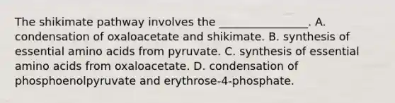 The shikimate pathway involves the ________________. A. condensation of oxaloacetate and shikimate. B. synthesis of essential amino acids from pyruvate. C. synthesis of essential amino acids from oxaloacetate. D. condensation of phosphoenolpyruvate and erythrose-4-phosphate.