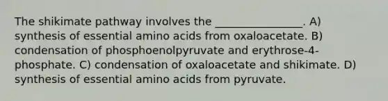 The shikimate pathway involves the ________________. A) synthesis of essential amino acids from oxaloacetate. B) condensation of phosphoenolpyruvate and erythrose-4-phosphate. C) condensation of oxaloacetate and shikimate. D) synthesis of essential amino acids from pyruvate.