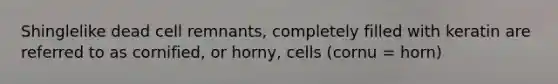 Shinglelike dead cell remnants, completely filled with keratin are referred to as cornified, or horny, cells (cornu = horn)