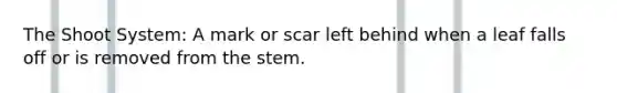 The Shoot System: A mark or scar left behind when a leaf falls off or is removed from the stem.