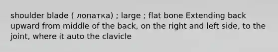 shoulder blade ( лопатка) ; large ; flat bone Extending back upward from middle of the back, on the right and left side, to the joint, where it auto the clavicle