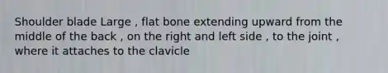 Shoulder blade Large , flat bone extending upward from the middle of the back , on the right and left side , to the joint , where it attaches to the clavicle