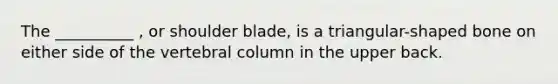 The __________ , or shoulder blade, is a triangular-shaped bone on either side of the vertebral column in the upper back.