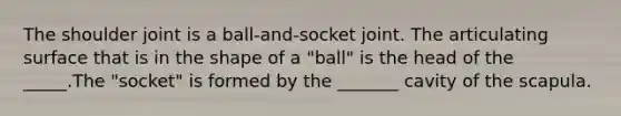 The shoulder joint is a ball-and-socket joint. The articulating surface that is in the shape of a "ball" is the head of the _____.The "socket" is formed by the _______ cavity of the scapula.