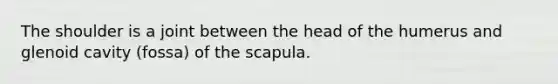 The shoulder is a joint between the head of the humerus and glenoid cavity (fossa) of the scapula.