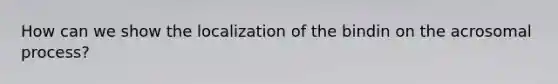 How can we show the localization of the bindin on the acrosomal process?