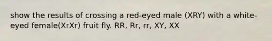 show the results of crossing a red-eyed male (XRY) with a white-eyed female(XrXr) fruit fly. RR, Rr, rr, XY, XX