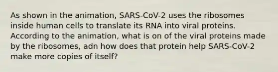 As shown in the animation, SARS-CoV-2 uses the ribosomes inside human cells to translate its RNA into viral proteins. According to the animation, what is on of the viral proteins made by the ribosomes, adn how does that protein help SARS-CoV-2 make more copies of itself?