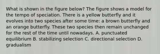 What is shown in the figure below? The figure shows a model for the tempo of speciation. There is a yellow butterfly and it evolves into two species after some time: a brown butterfly and an orange butterfly. These two species then remain unchanged for the rest of the time until nowadays. A. punctuated equilibrium B. stabilizing selection C. directional selection D. gradualism